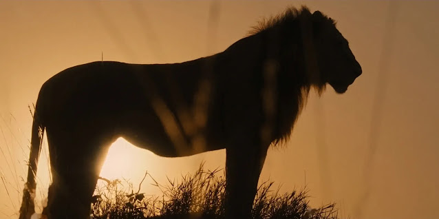 A male lion standing in silhouette on a rise at sunrise in National Geographic's Lion