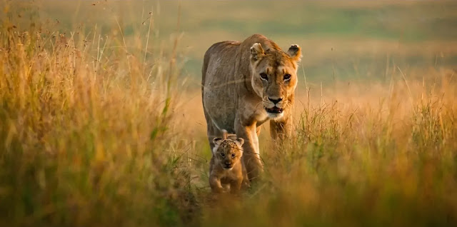 A lion cub walking through tall grass beside a lioness in National Geographic's Lion