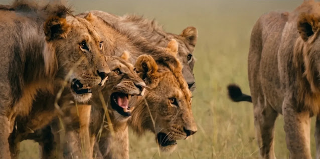 A coalition of young male lions moving together across the savanna in National Geographic's Lion