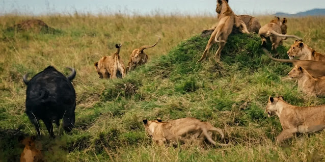 A pride of lions closing in on a buffalo during a hunt in National Geographic's Lion