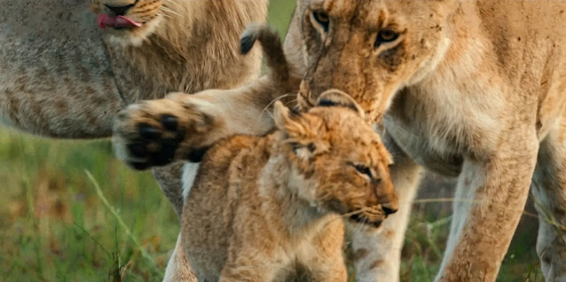 A lioness nuzzling a young cub within the pride in National Geographic's Lion